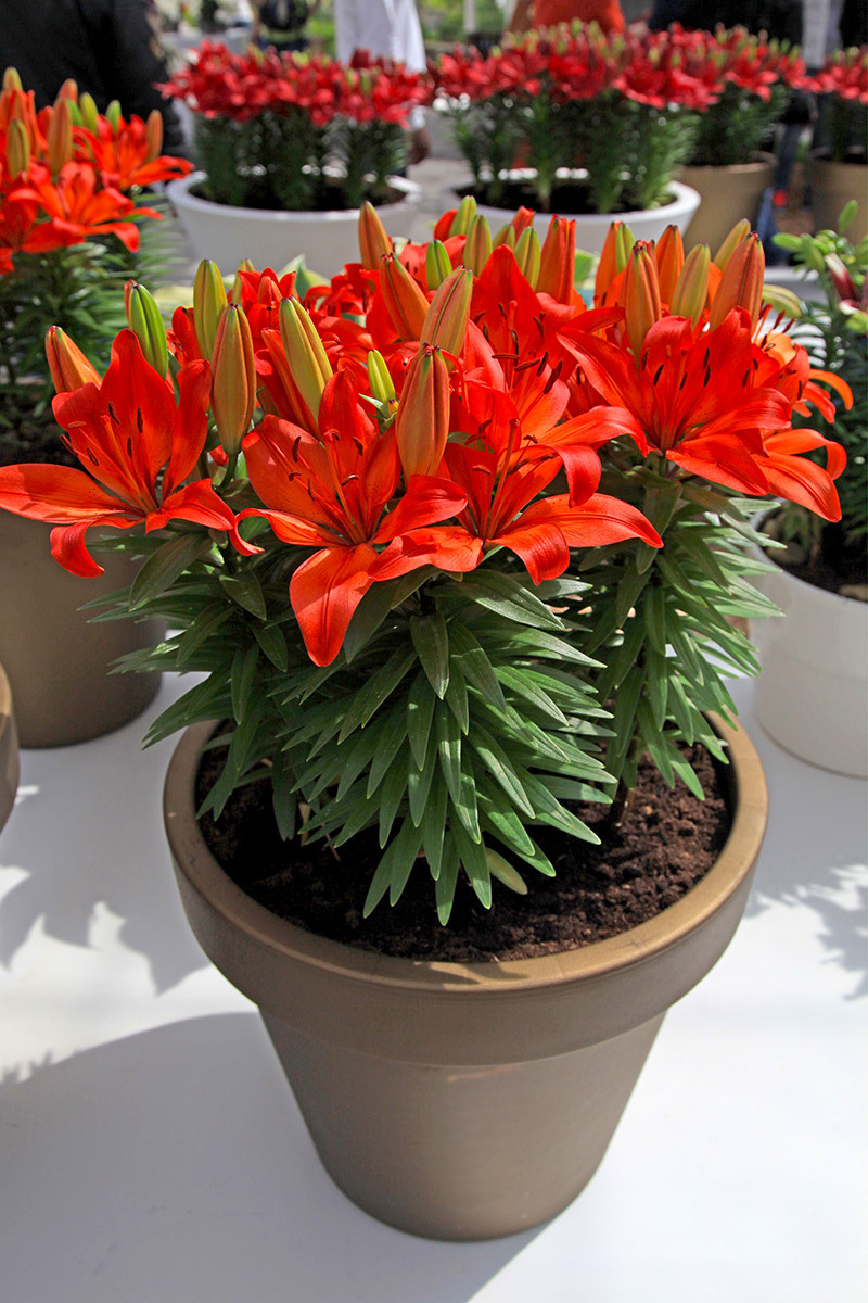 roses flowers  / white flowers