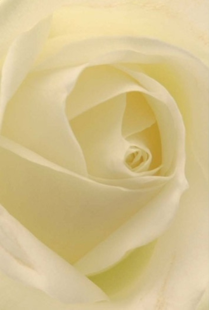 From a perspective that invites intimate connection, this close-up reveals a classic white rose, its creamy petals softly illuminated as though by the afternoon light streaming through Ascot's elegant shop windows. The bloom is a study in tranquility; layers of white and gentle cream blend effortlessly, echoing the quiet sophistication found in the heart of Ascot's celebrated floral boutiques. Each petal curves inward in a perfect spiral, their matte-satin texture promising the cool luxury of silk beneath exploring fingertips. The interplay of shadow and light gives the illusion that the rose is almost glowing from within-a beacon of hope and grace. Designed for moments that call for deep sincerity, whether it's a romantic gesture along Ascot's peaceful streets, a thoughtful apology, or an exquisite centrepiece at an exclusive wedding reception, the rose stands as a symbol of purity and gentle resilience. The subtle gradations in colour and the harmonious arrangement bear witness to a florist's expert care, while the unspoken fragrance-clean, serene, unmistakable-fills the room with the refined warmth Ascot is known for, making it a perfect choice for any emotion you wish to convey.